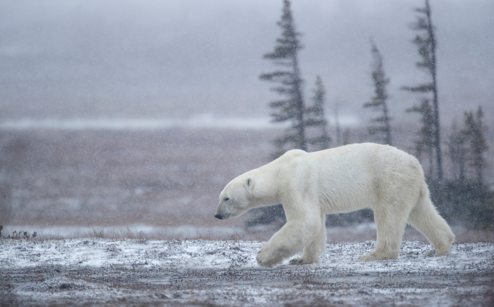 Polar Bear