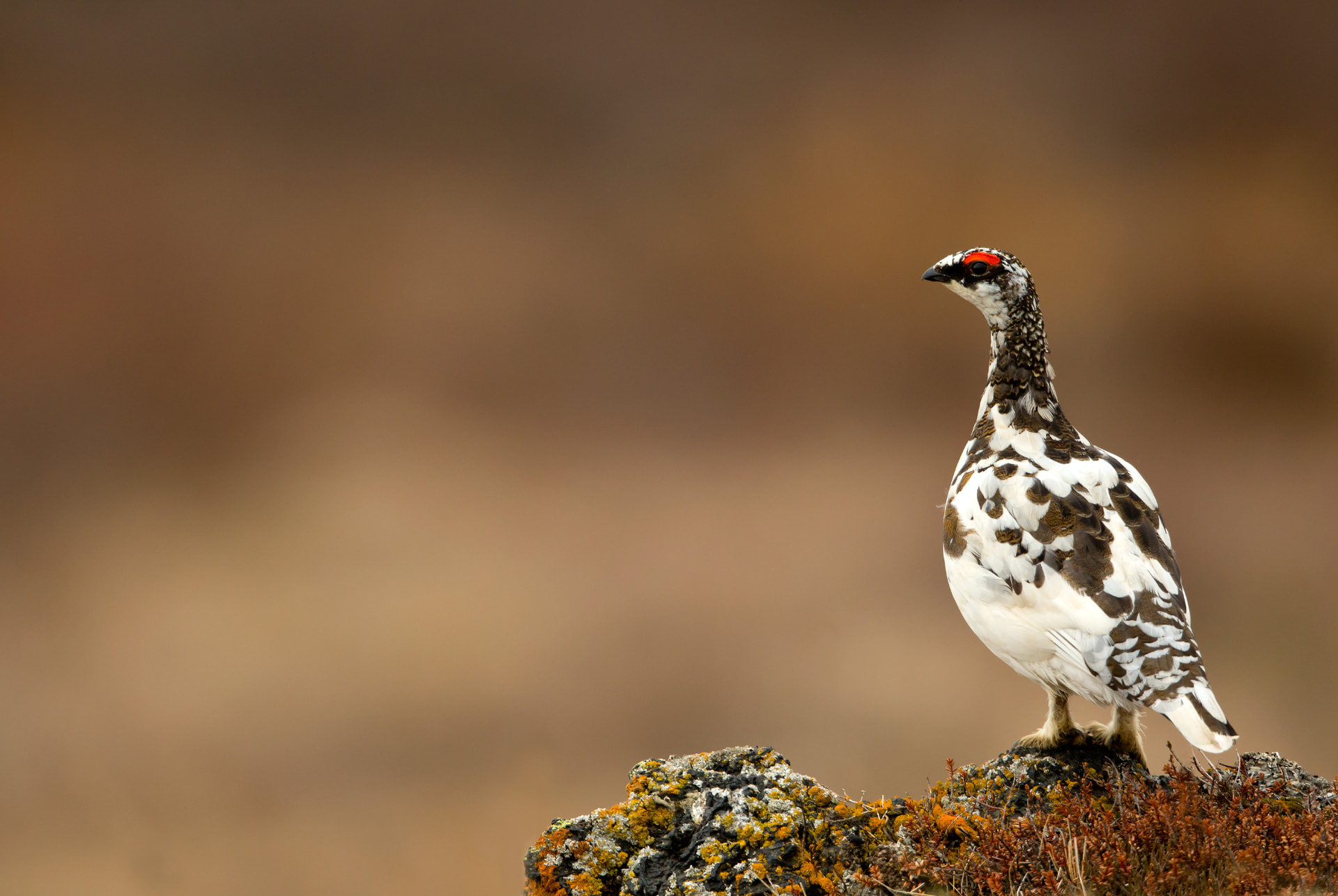 Ptarmigan Male