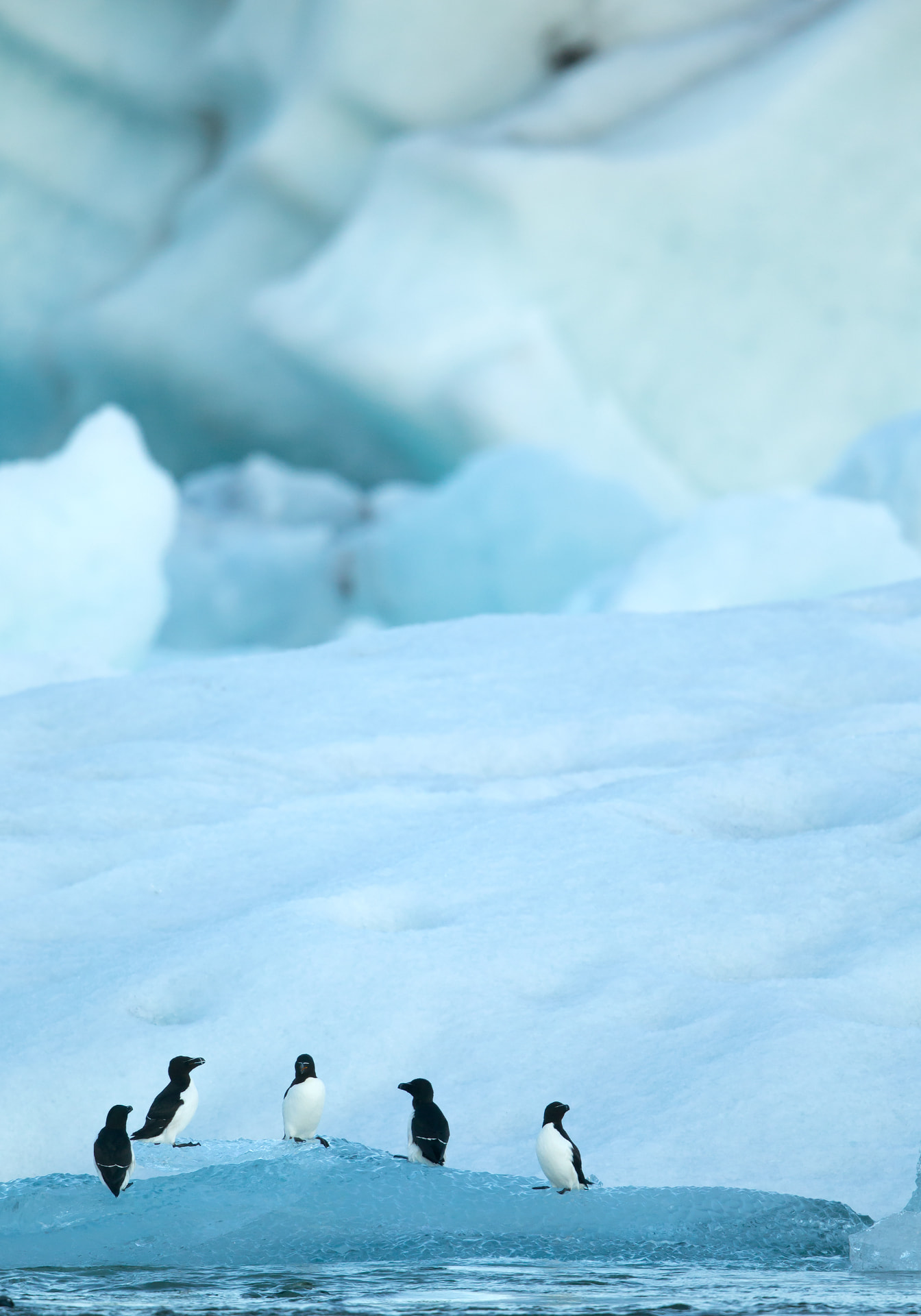 Razorbill amongst Ice