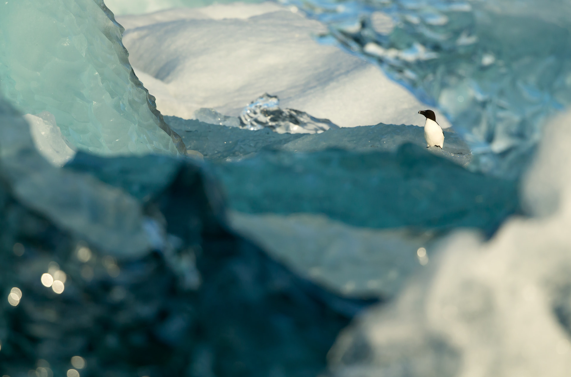 Razorbill amongst Ice