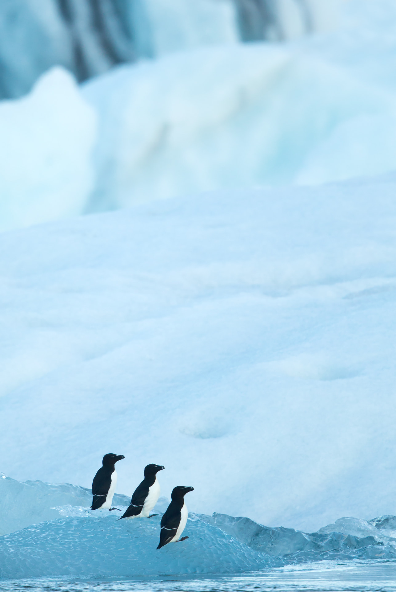 Razorbill amongst Ice