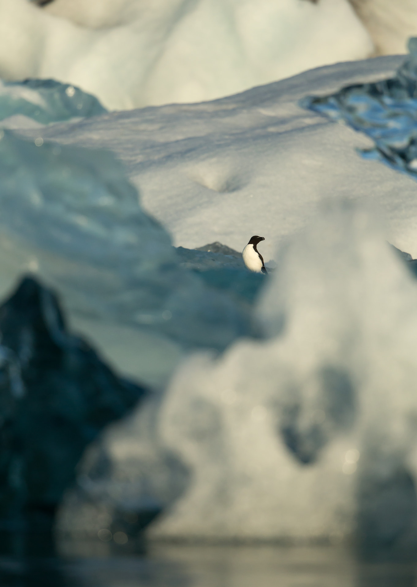 Razorbill amongst Ice