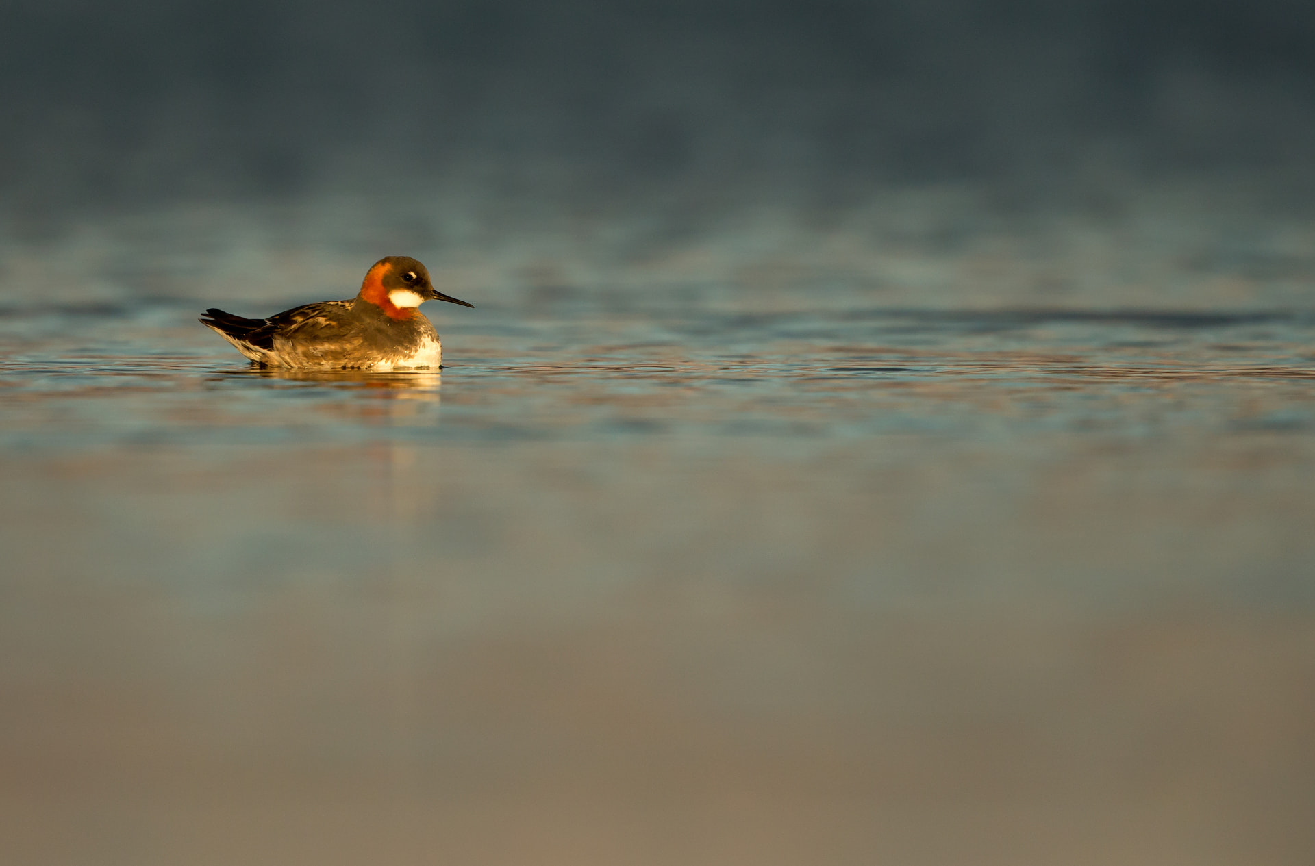 Red Necked Phalarope