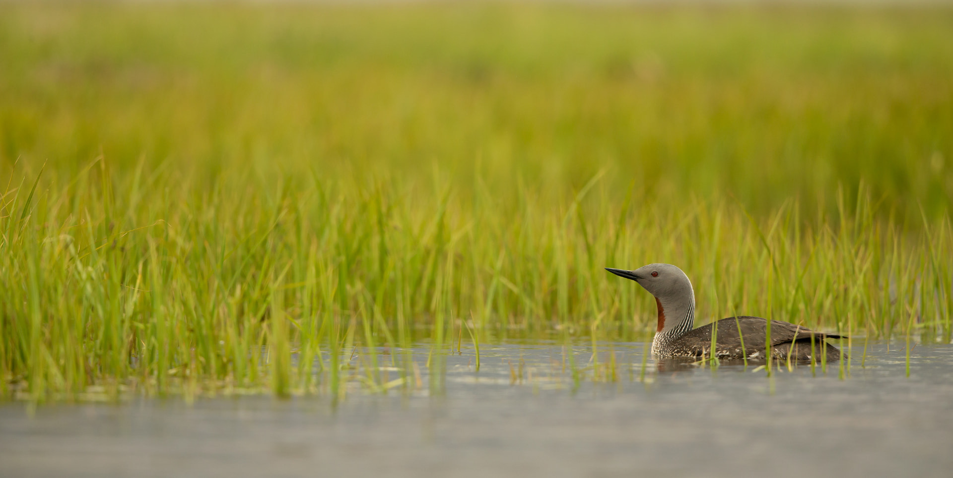 Red Throated Diver