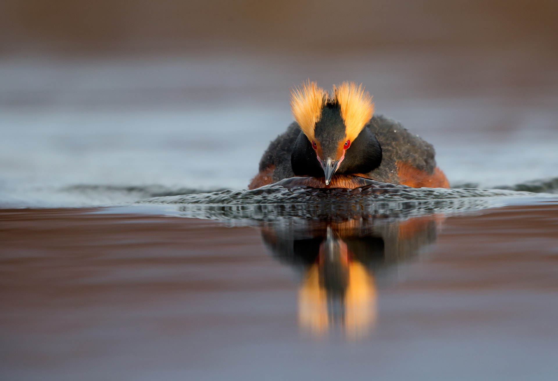 Slavonian Grebe