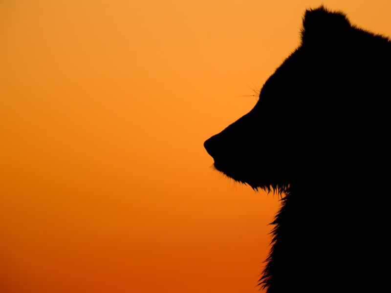 Grizzly Bear At Dawn - Limited Edition Print
