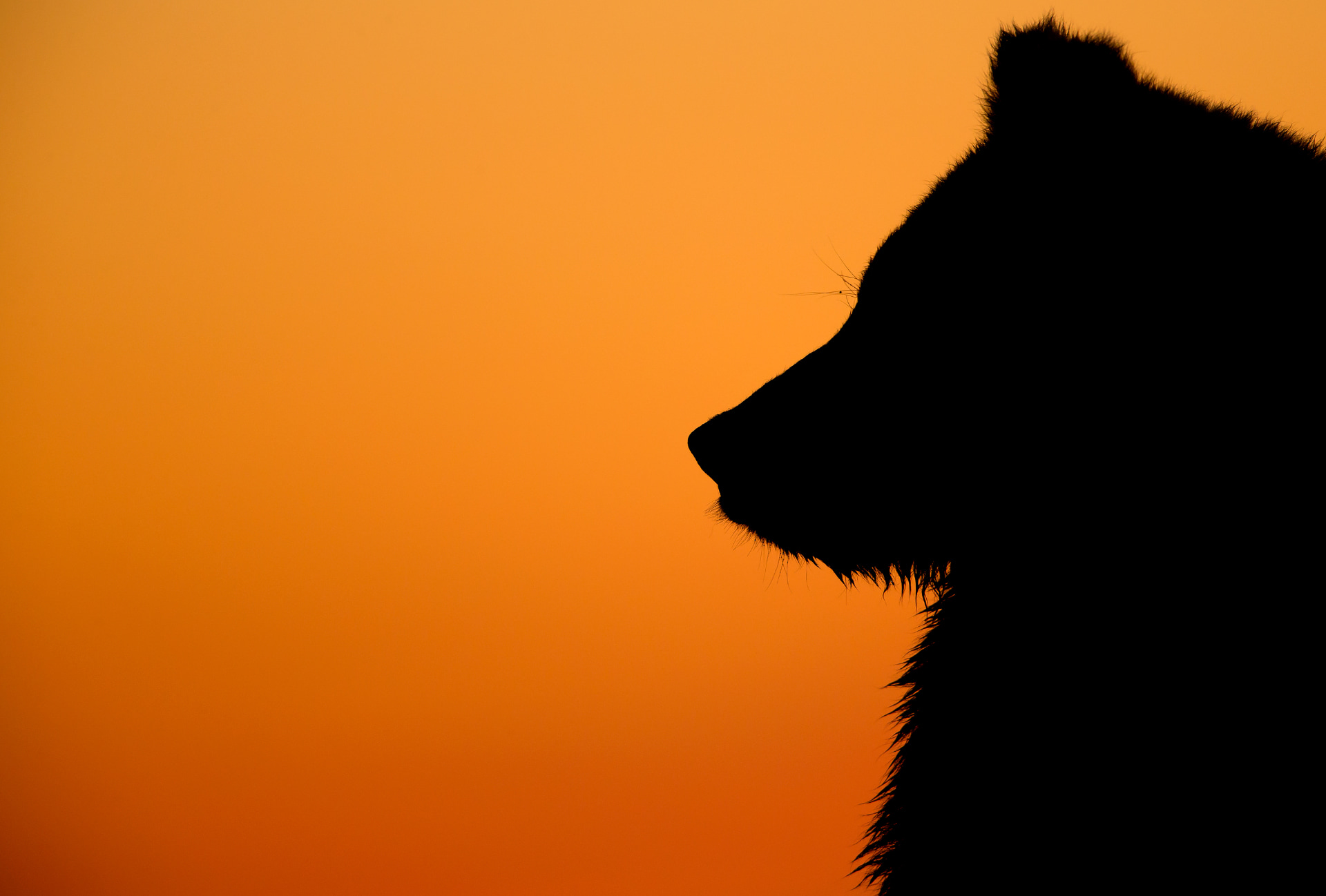 Grizzly Bear at Dawn - Limited Edition Print