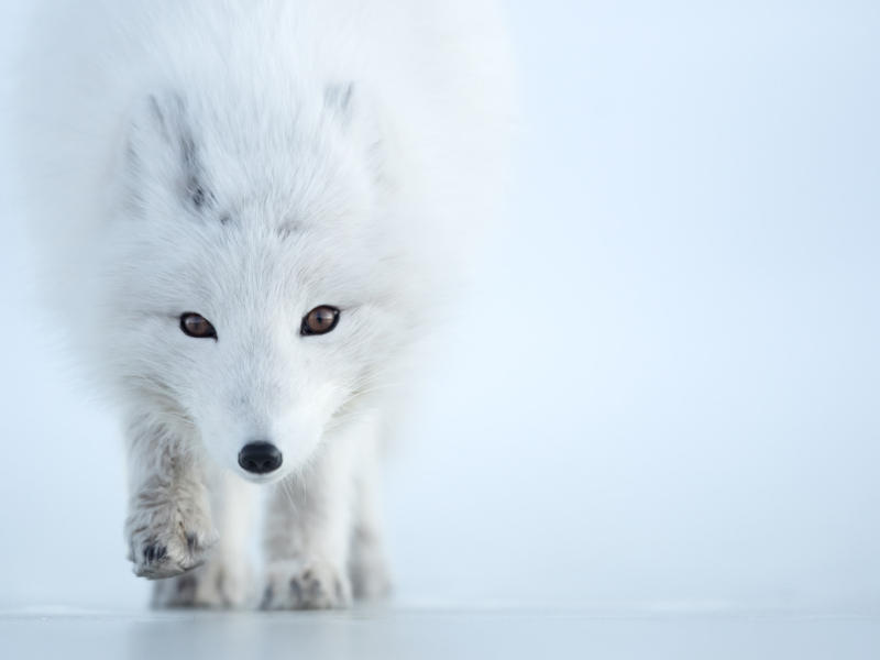 Arctic Fox - Limited Edition Print
