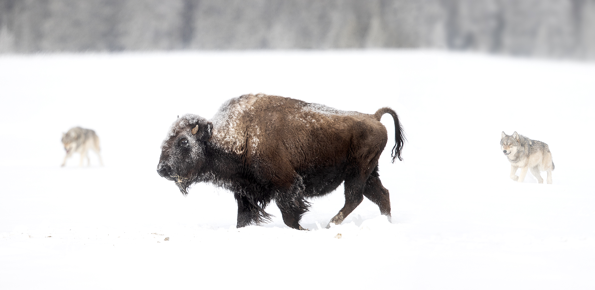 10 Bison and Wolves