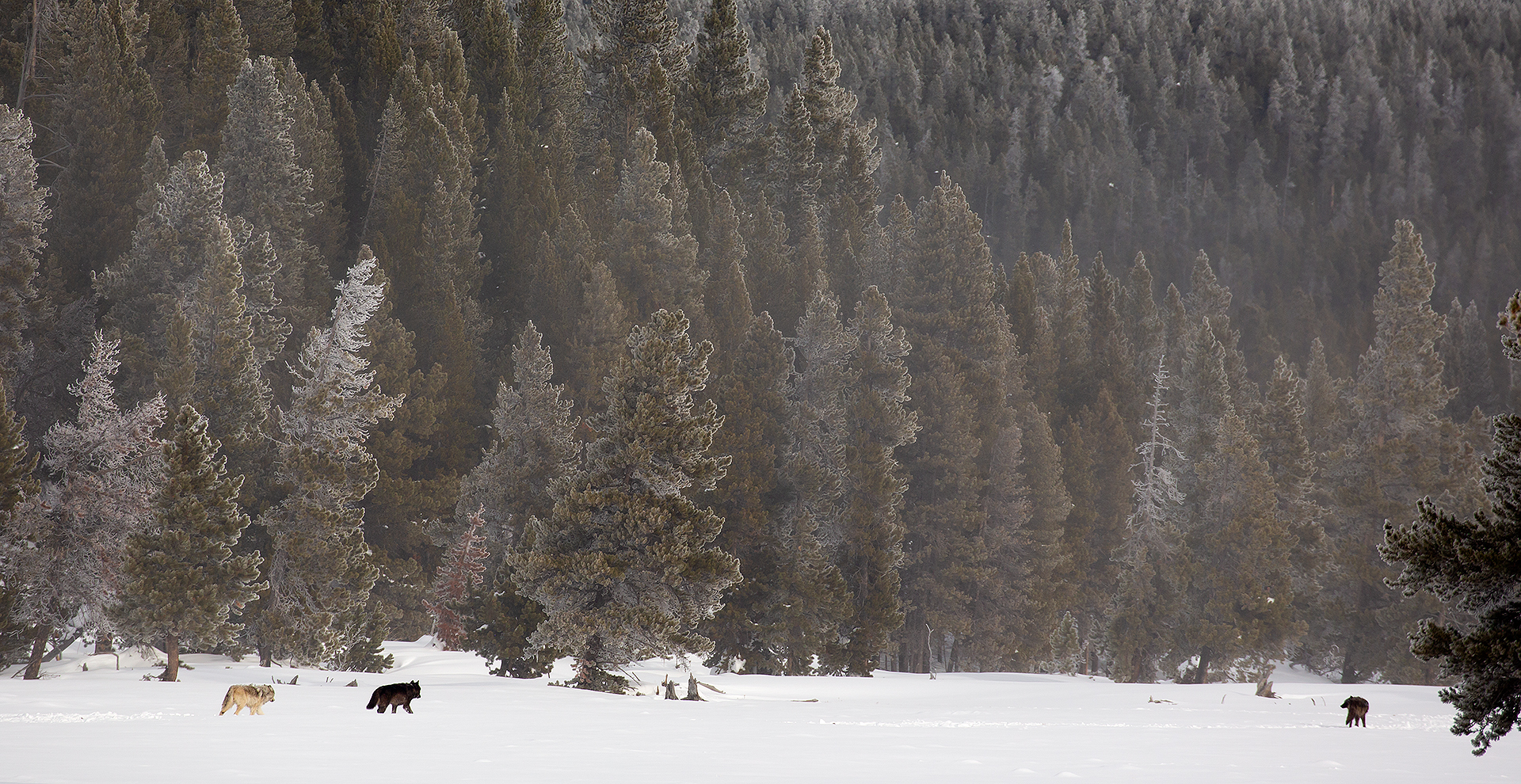 15 Wolves in the Landscape