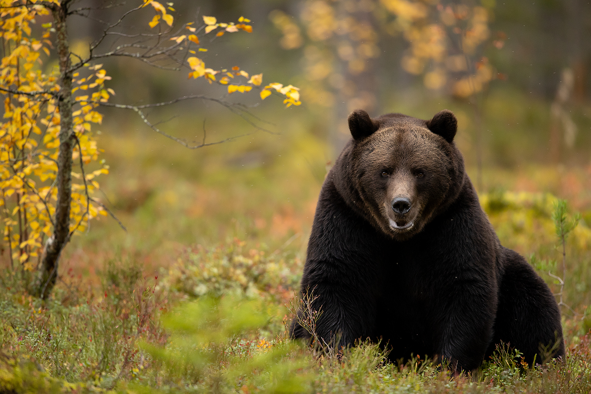 22 Brown Bear amongst autumnal forest 2