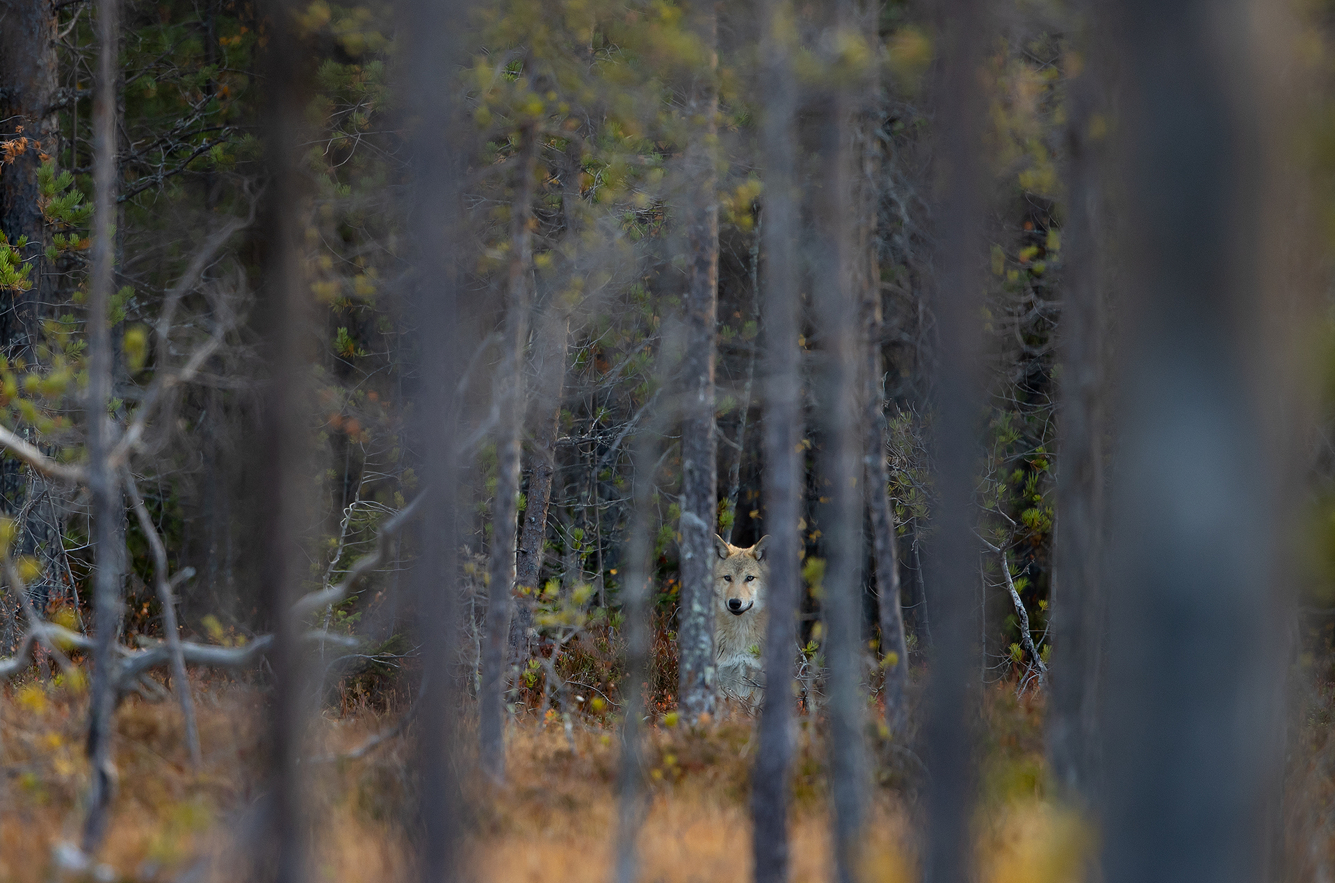 27 Wolf in the Autumn 11