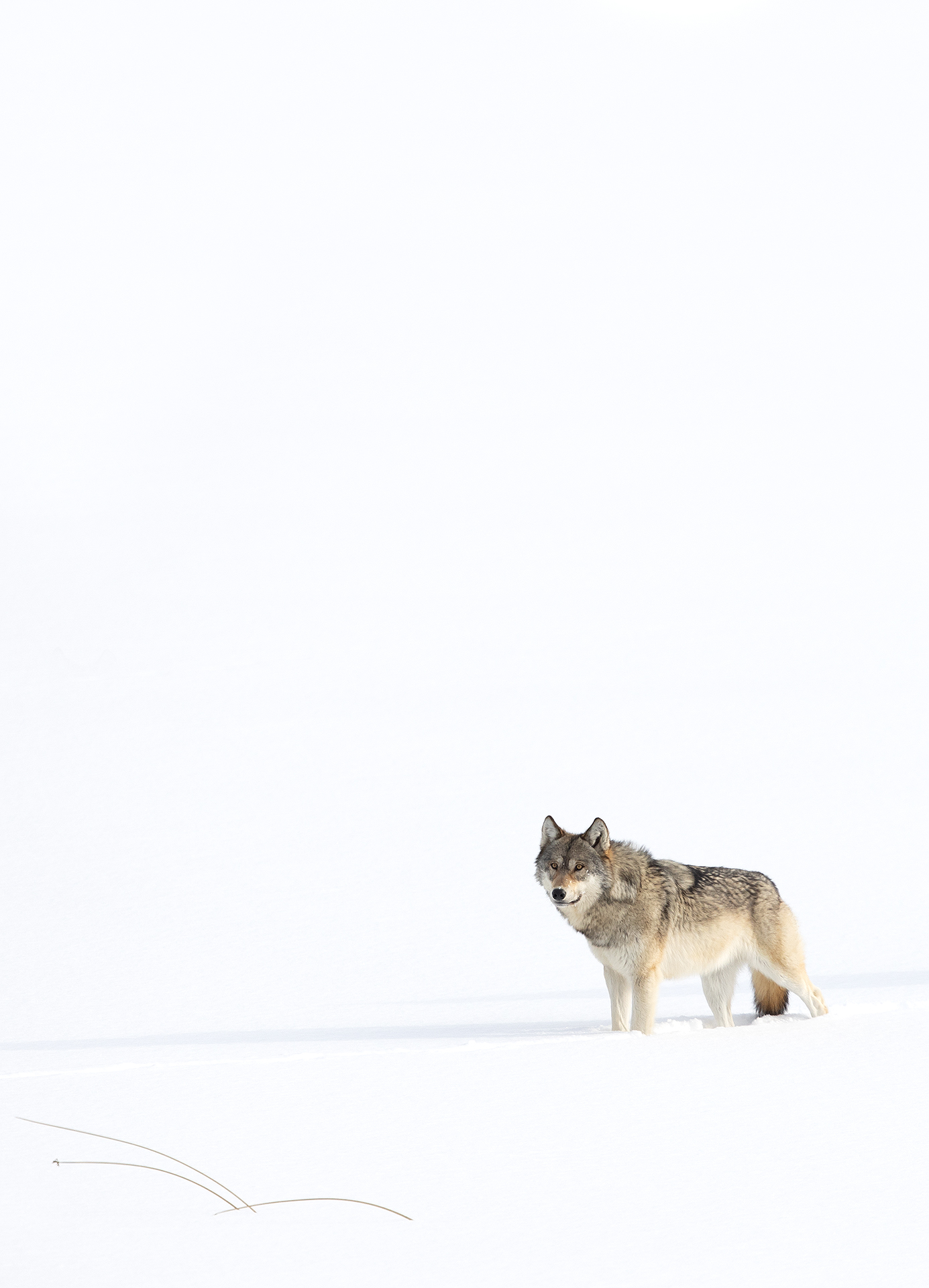 43 Wolf in Snow 4