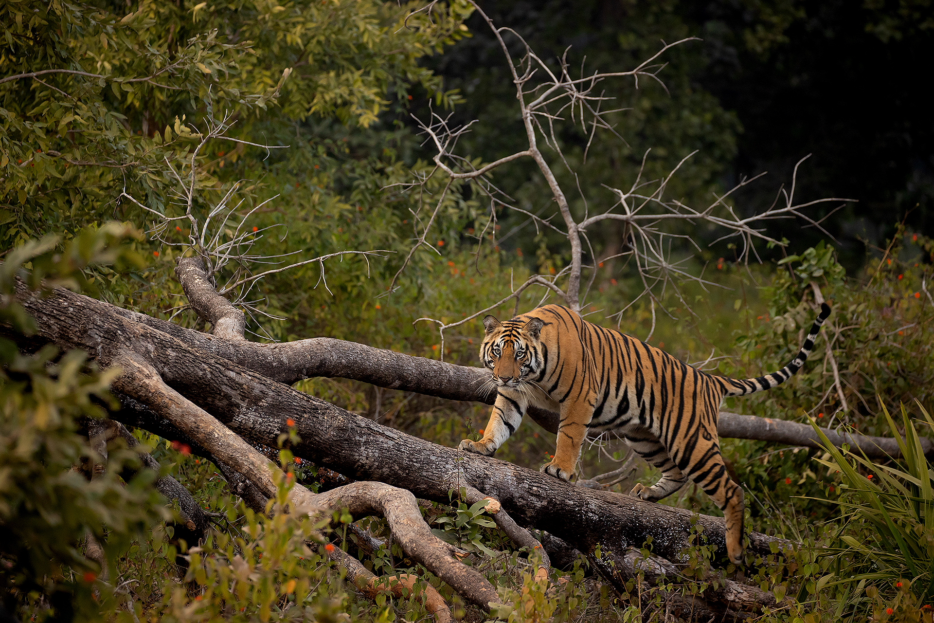 18 Tiger male on a fallen tree 1