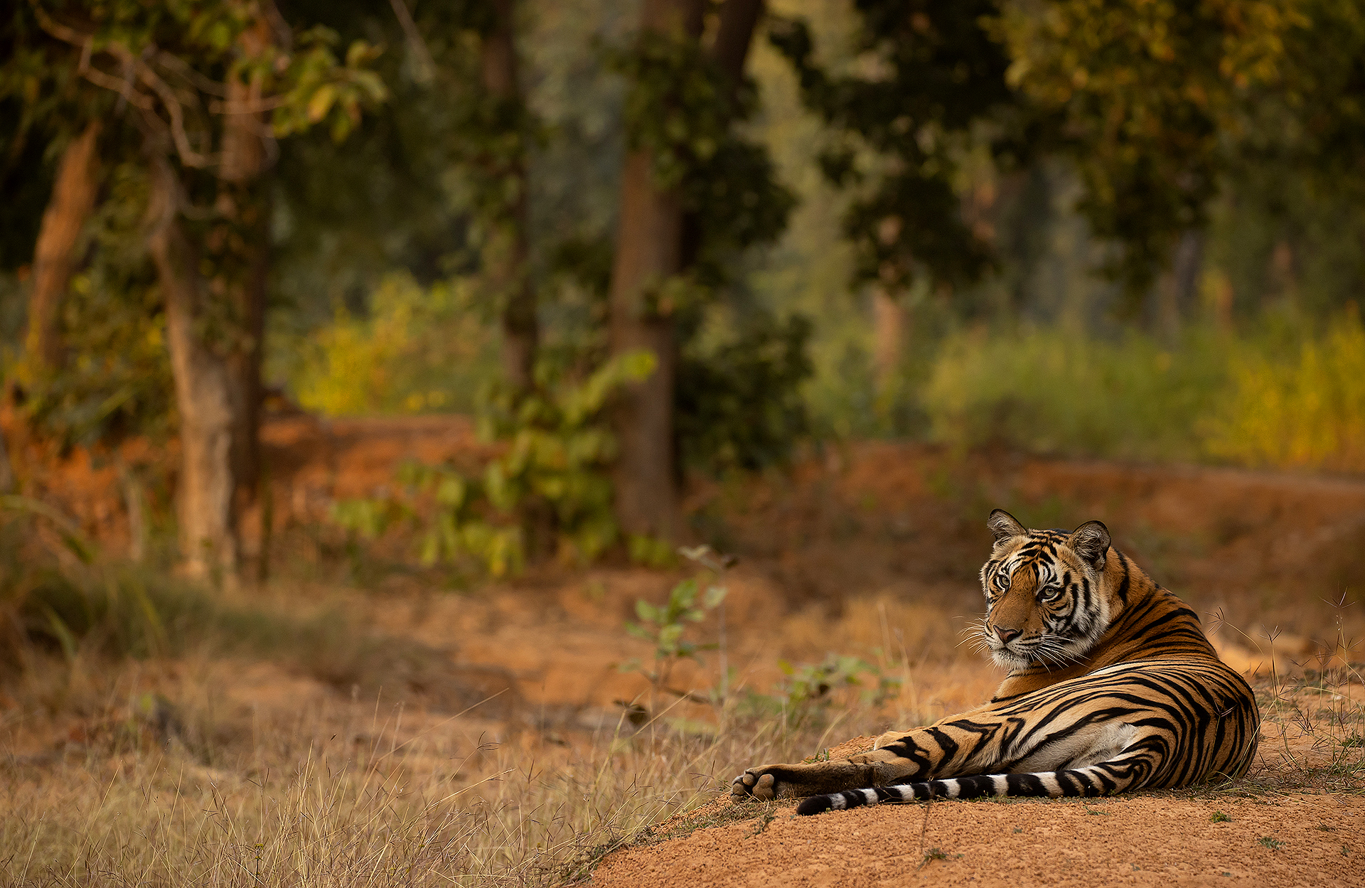 27 Tiger female resting
