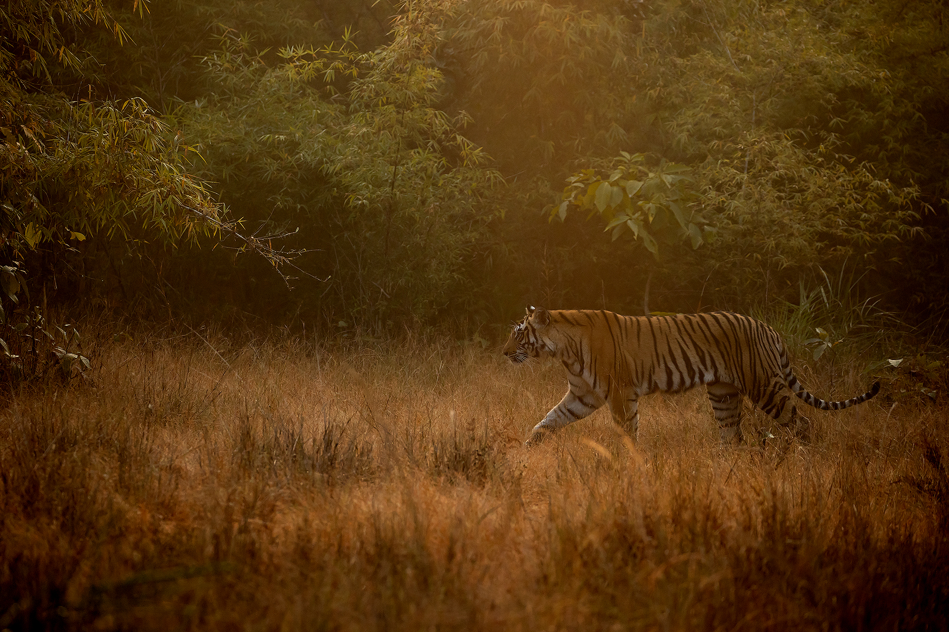 3 Tiger female walking 3