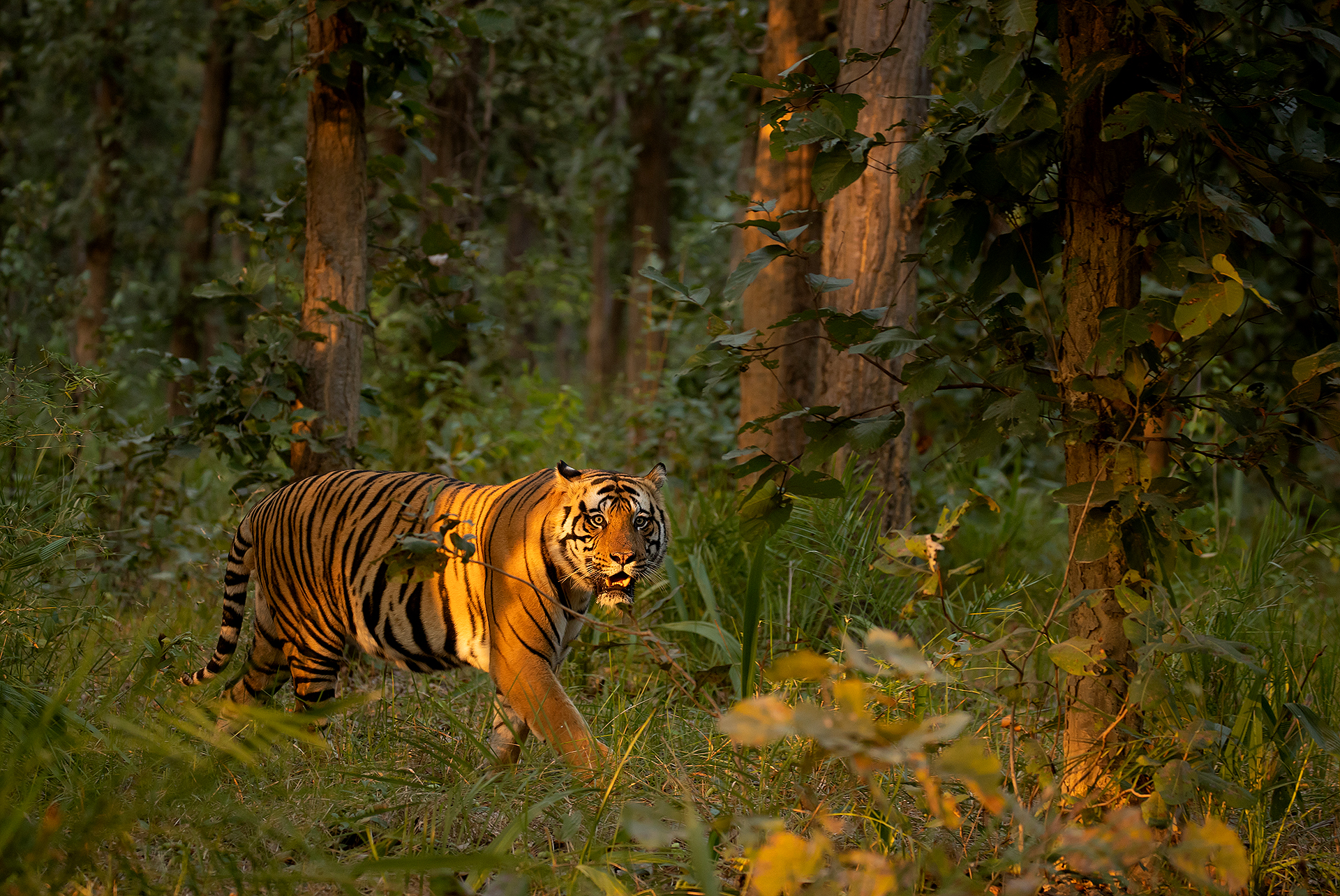 8 Tiger male in late evening light 2