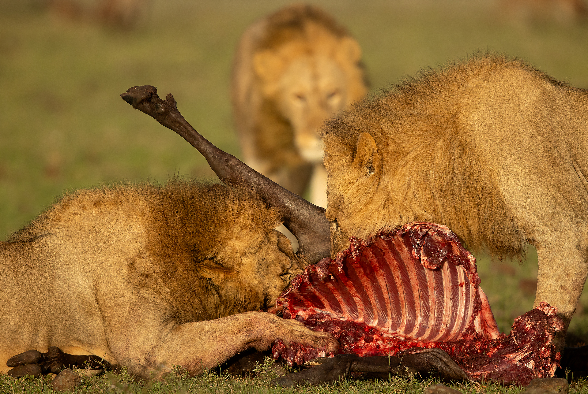 14 Lions feeding on a Wildebeast