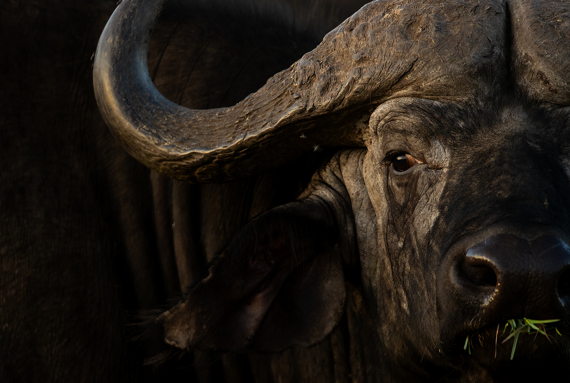 19 Cape Buffulo Bull