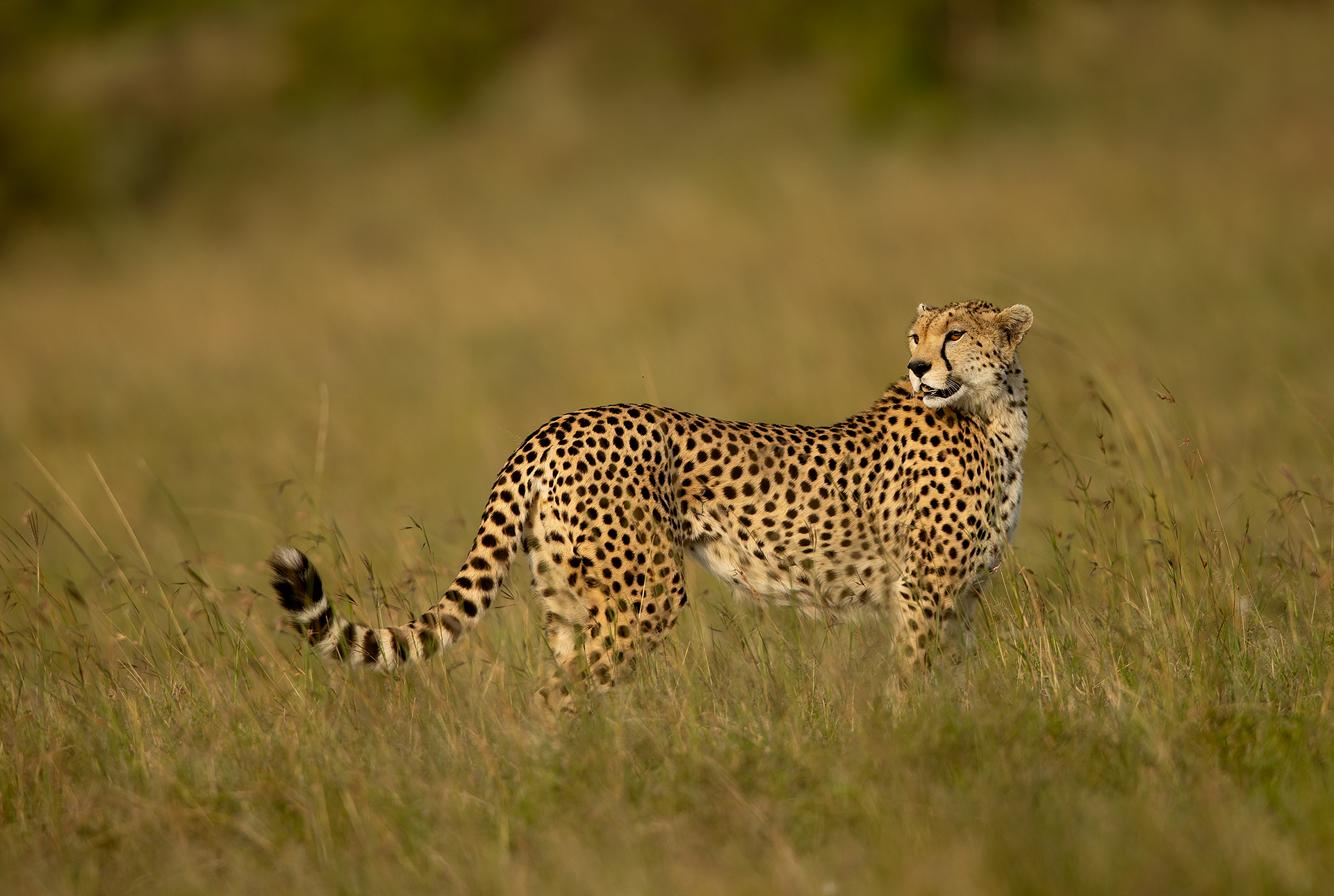2 Cheetah