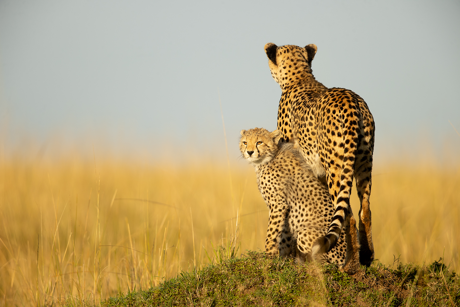 28 Cheetah and Cub