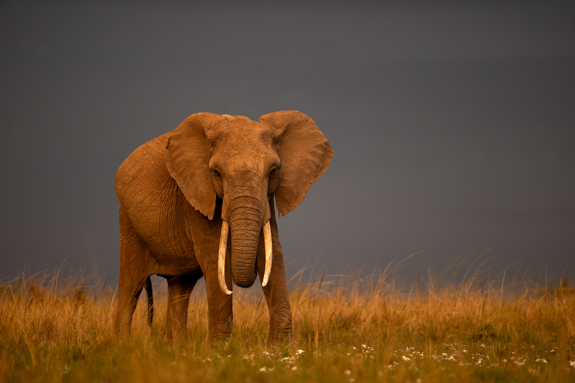 3 Elephant