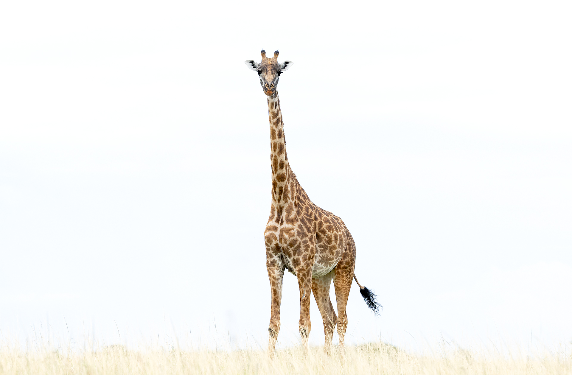 37 Giraffe portrait