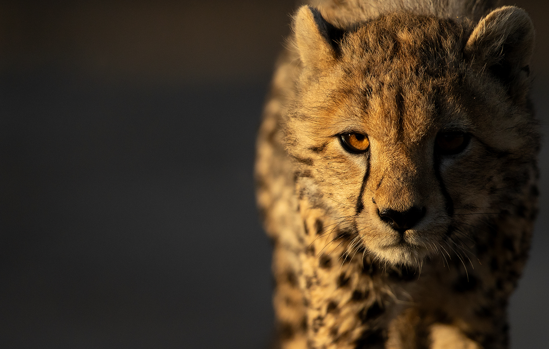 38 Cheetah Cub