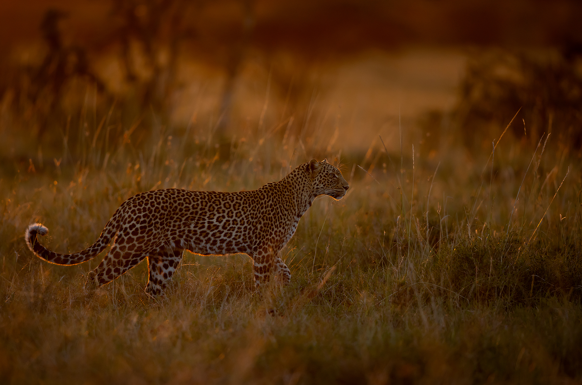 4 Leopard in late evening light