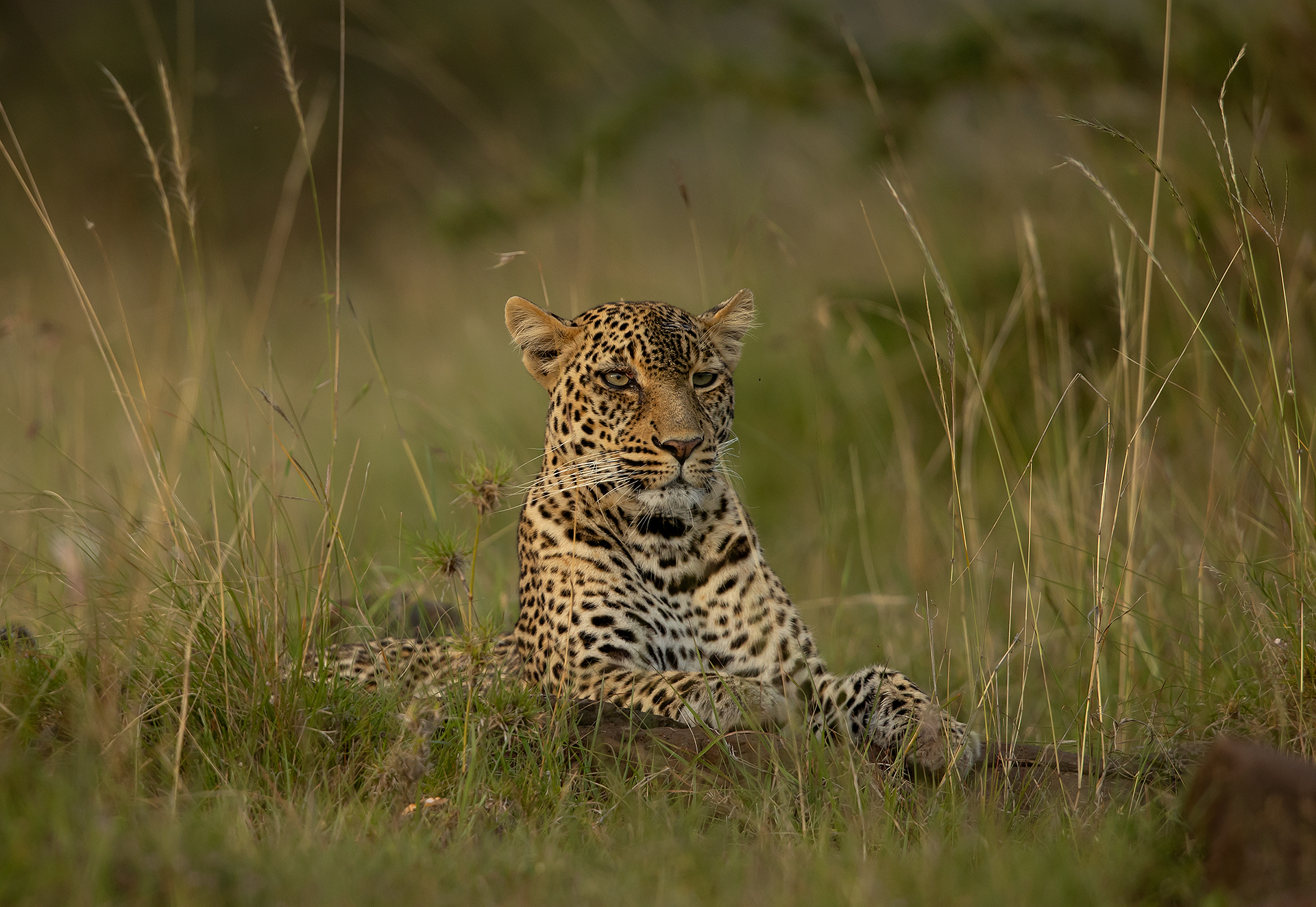5 Leopard resting 1